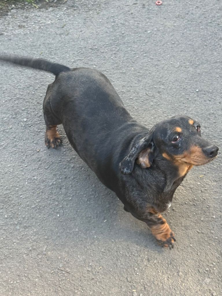 Dachshund Females!