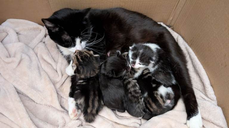 Mixed Breed Kittens for Sale