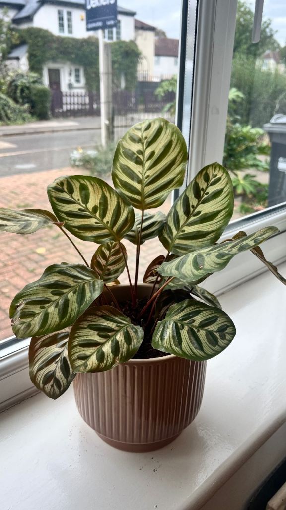 FREE Calathea plant