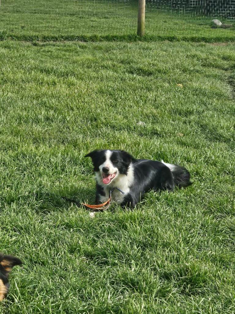 1 year old border collie