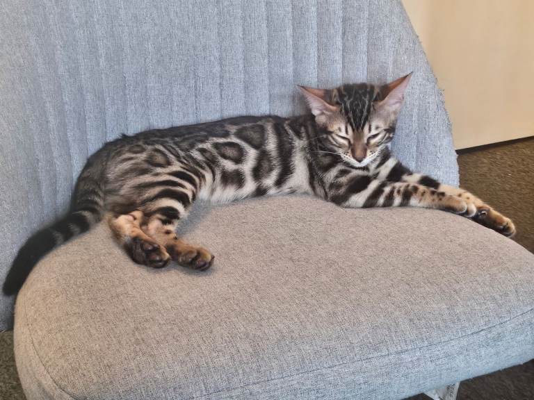 Active Tica Registered Bengal kittens 