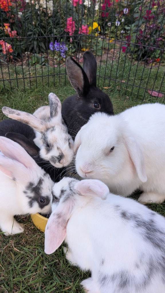 Dwarf Lop Bunny Rabbits available - male & female 🐇🐰