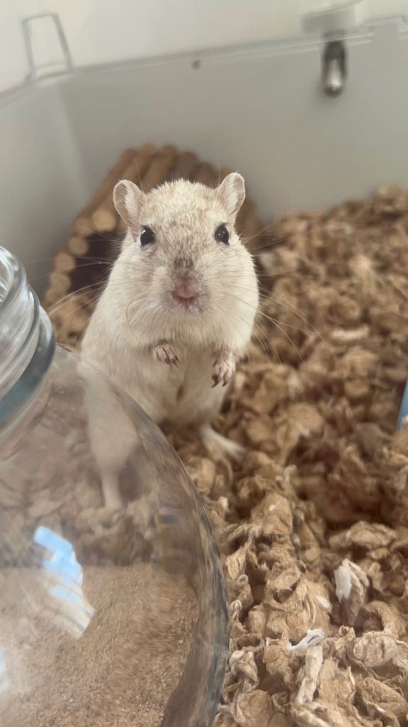 Lone male gerbil 18 months old