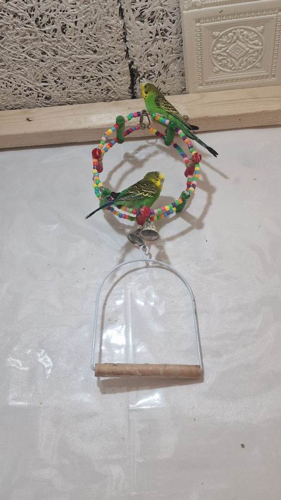 Budgies 