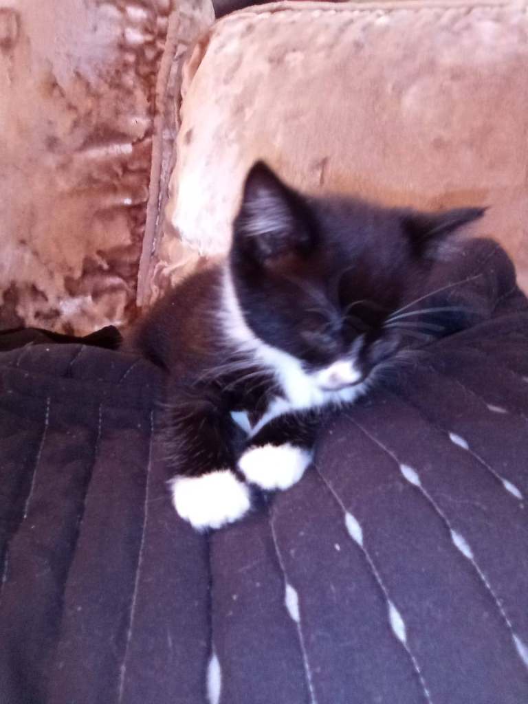 2X Cute Kittens need a new home...£69