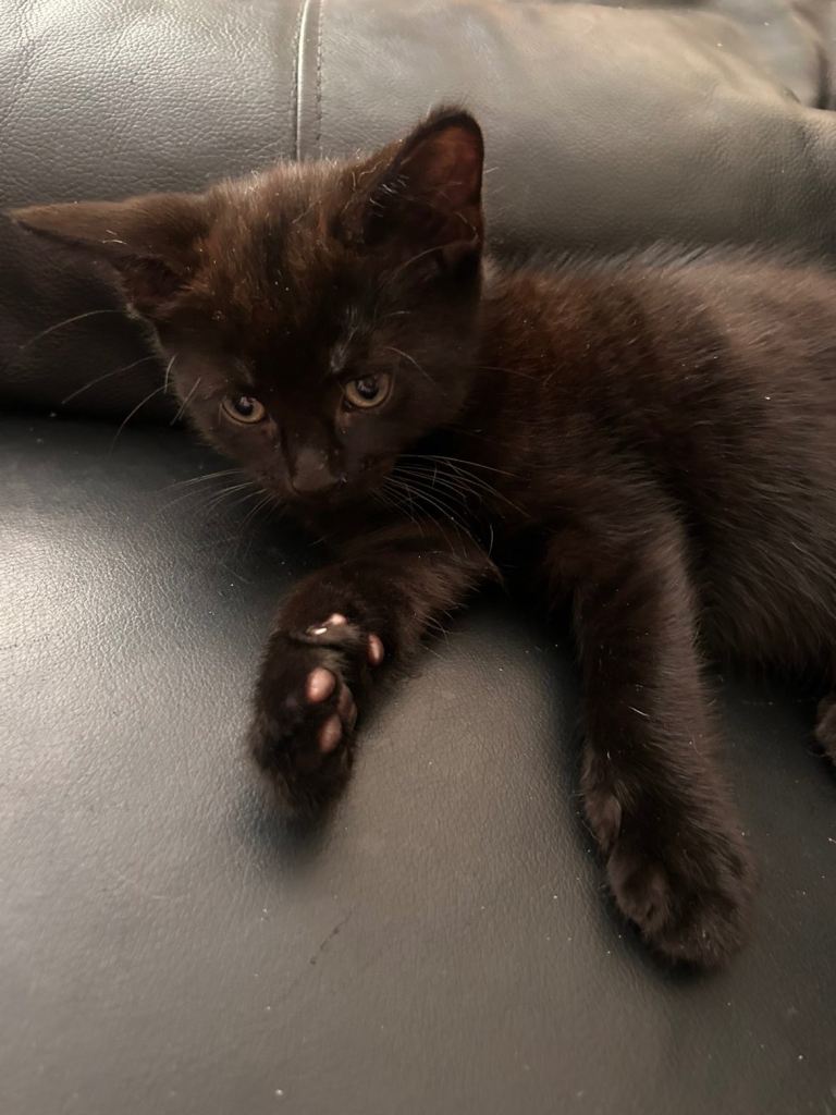 Two male kittens in east London 