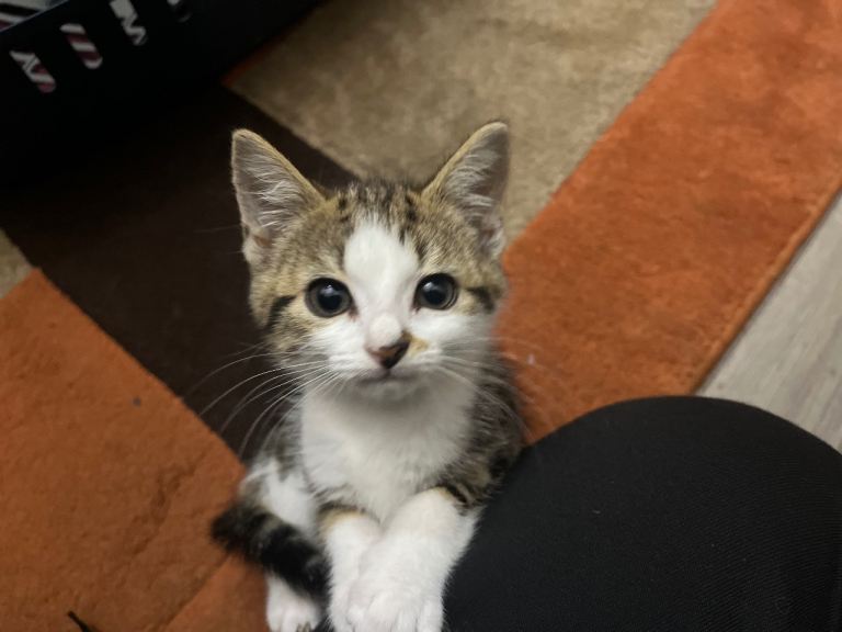 Litter of 6 beautiful cats 