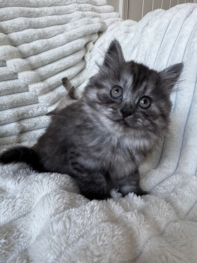 Kittens for sale mum mix of pedigree