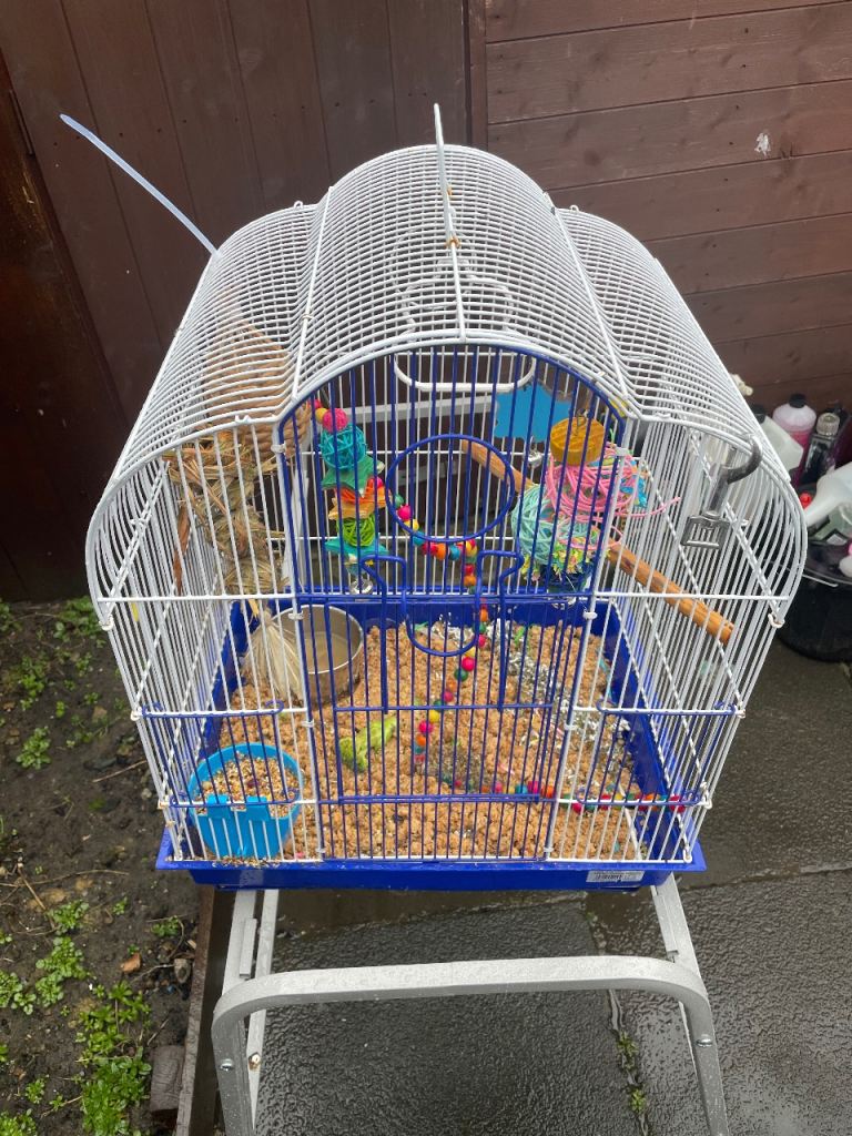 Budgie cage 