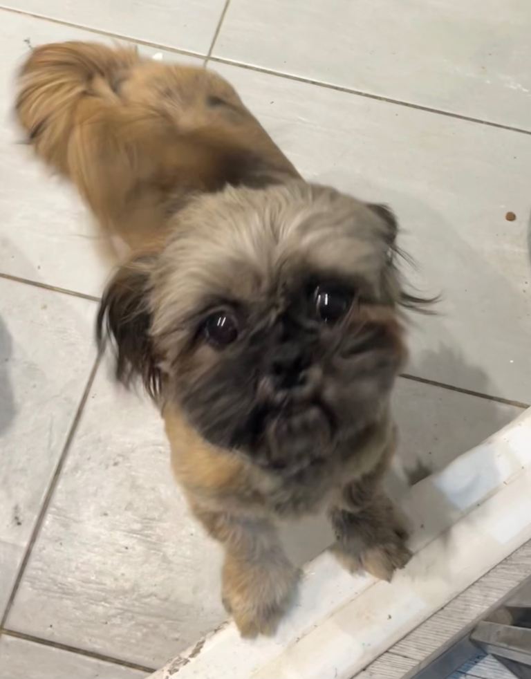 Beautiful boy Shih Tzu 