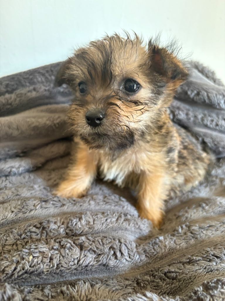 Shih Tzu Cross 