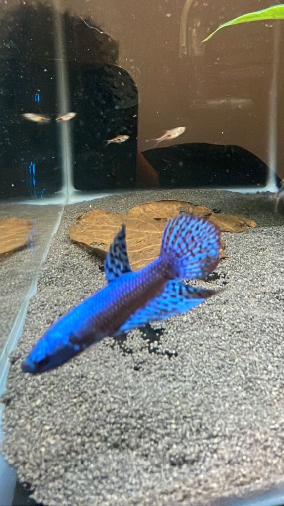 Premium betta sale!! 