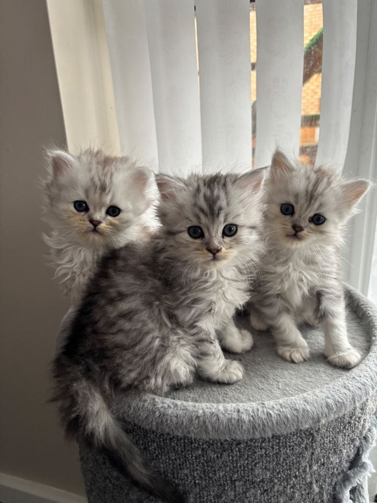 Stunning Persian X Maine coon kittens READY AFTER 29/01/26 