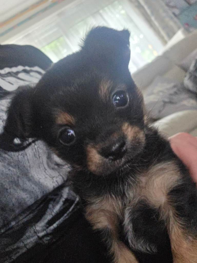 Chorkie puppy 