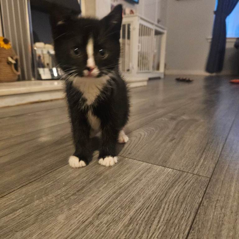 REDUCED Beautiful kittens. Ready 28th May 