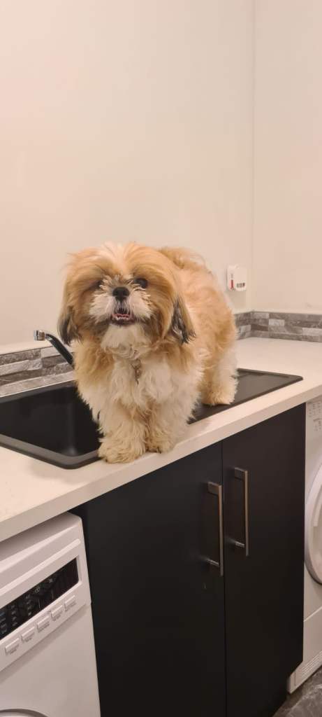 Shihtzu Male 5 year old