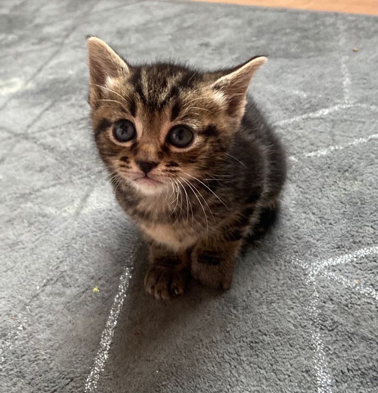 Kittens 