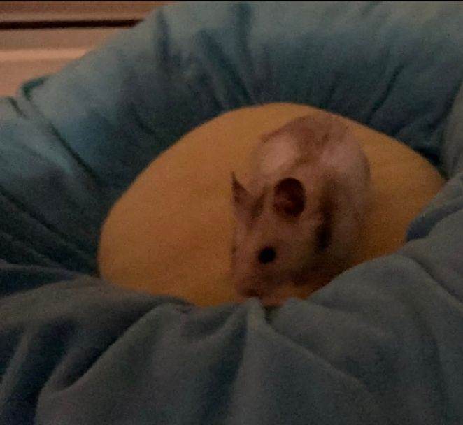 Male hamster