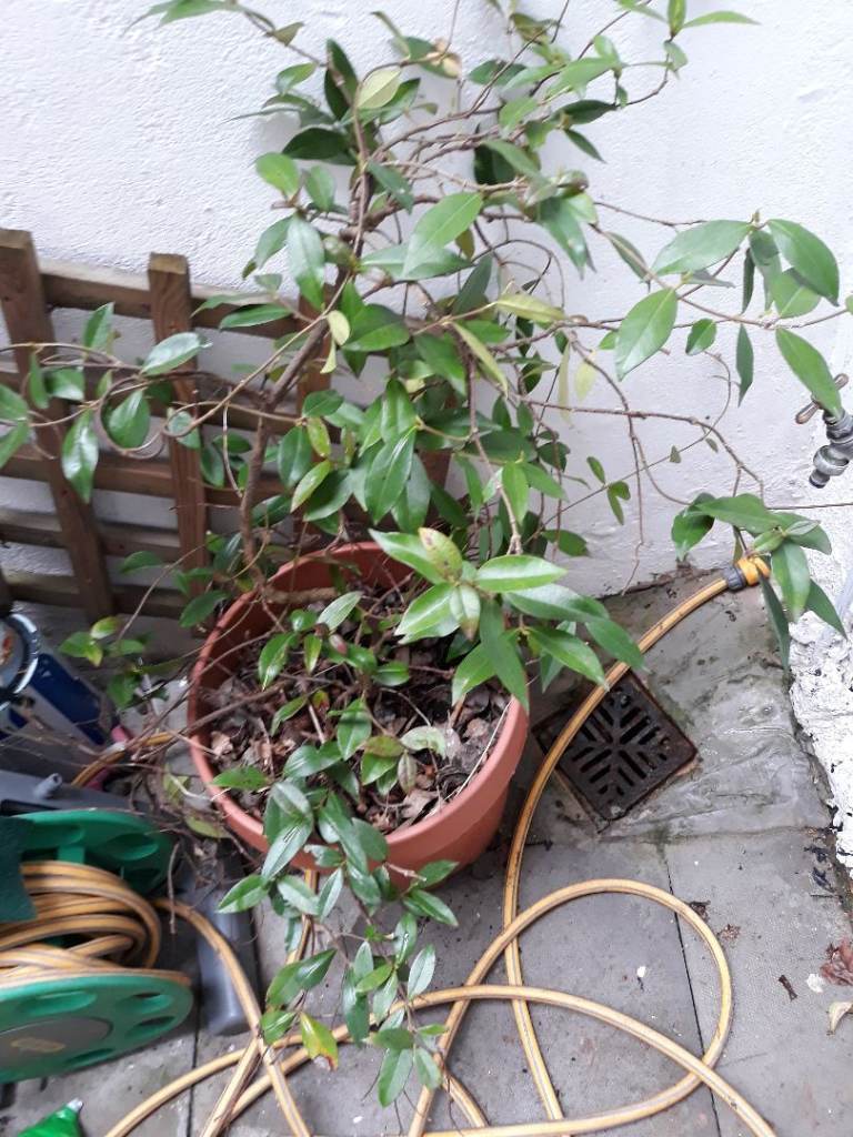 Jasmine ever green large