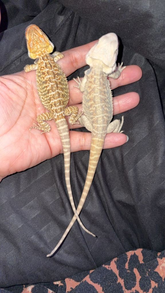 Bearded dragon babies last 2