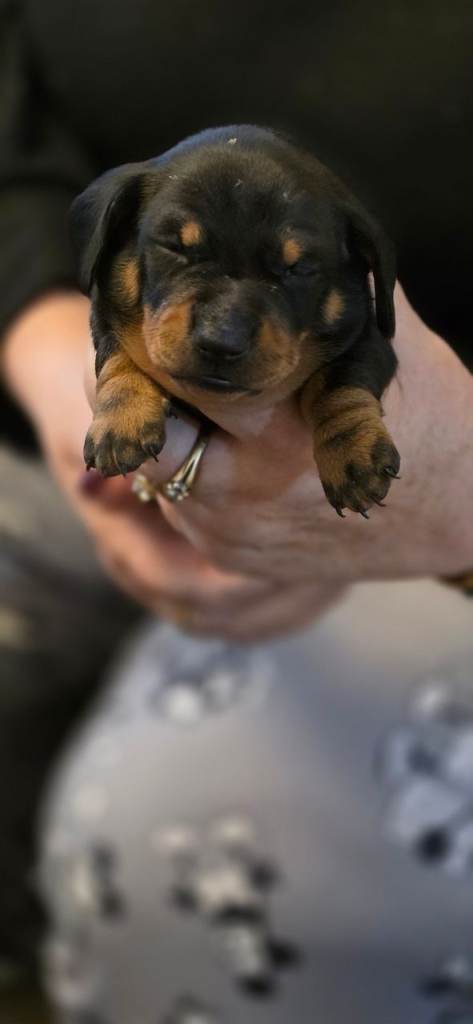 Dacshund puppies