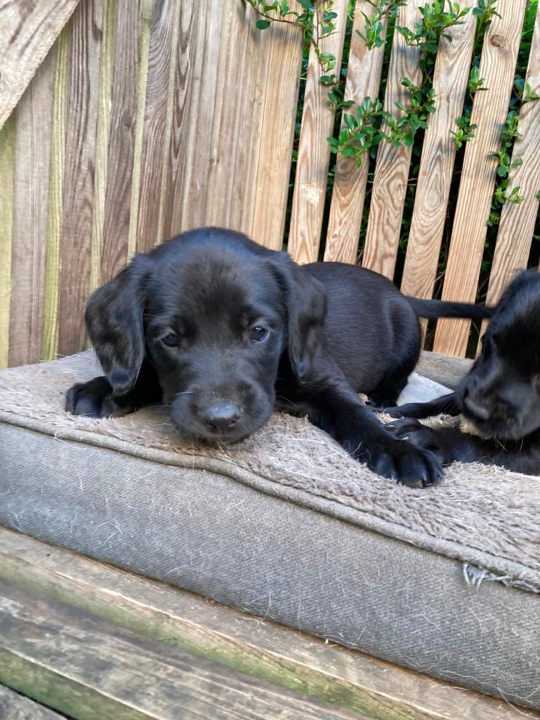 Springador Puppies 
