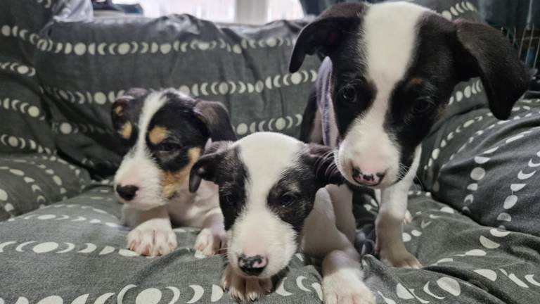 Puppies For A Good Home