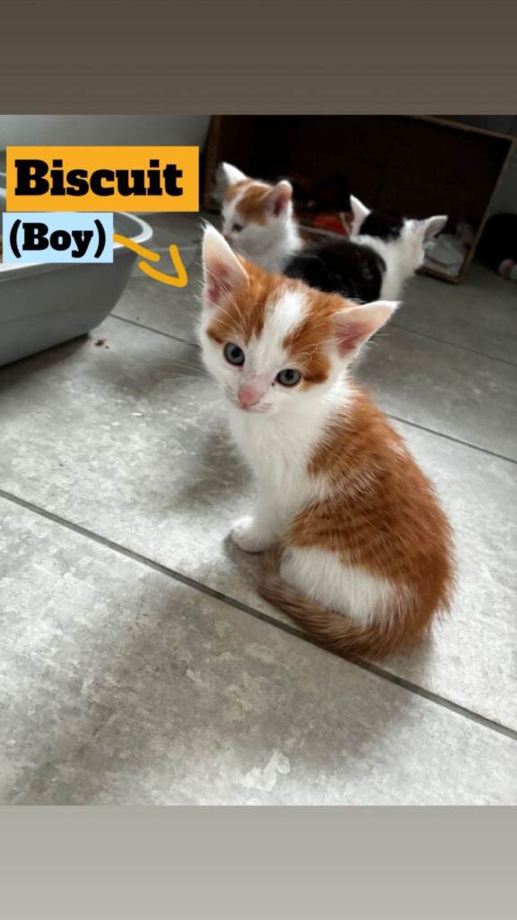 Beautiful kittens for sale