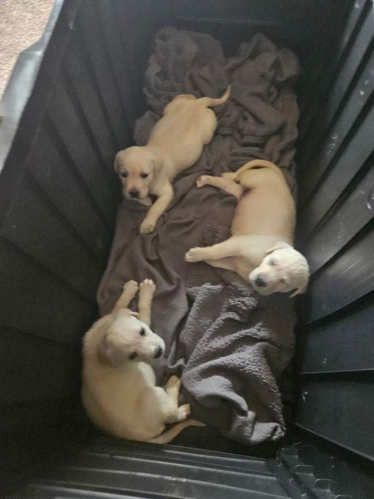 1gorgeous golden labrardor pup for sale 