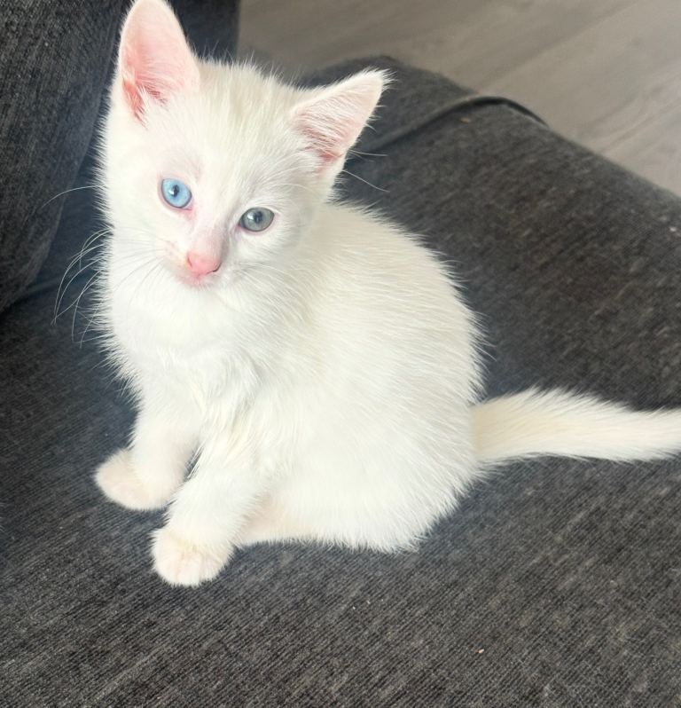 5 beautiful healthy kittens 