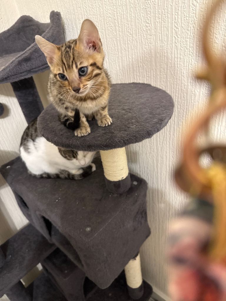 Bengal  male kitten