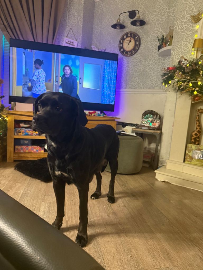 Labrador X Boxerdore puppies 