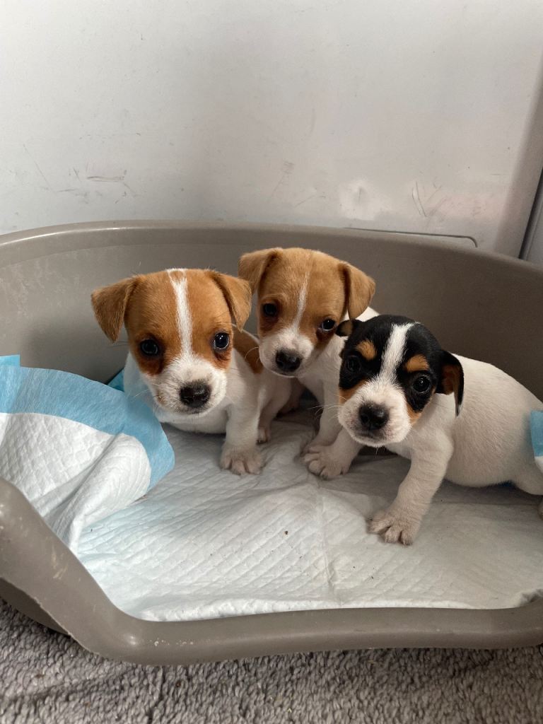 Jack Russell’s