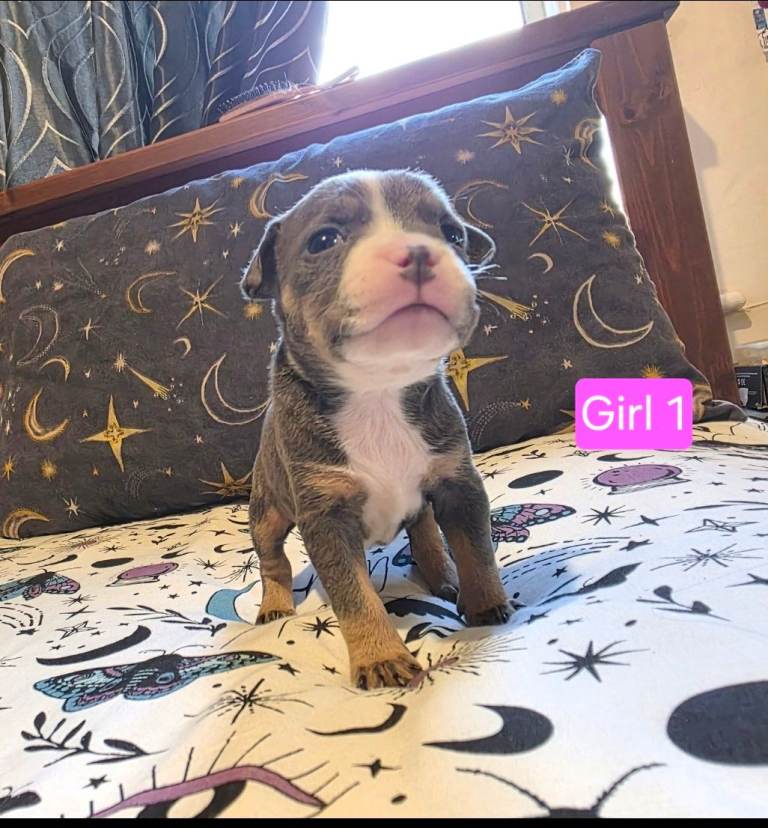 Staffordshire Bull Terrier Puppies - Female and Male