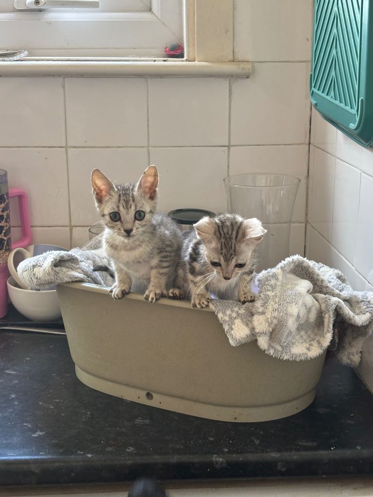 Stunning Silver Bengals - males 
