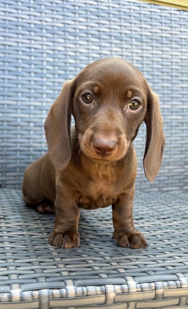 Miniature short hair Dashound 