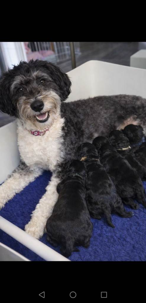 Stunning Double Doodle (Goldendoodle x Bordoodle) Puppies. Ready soon