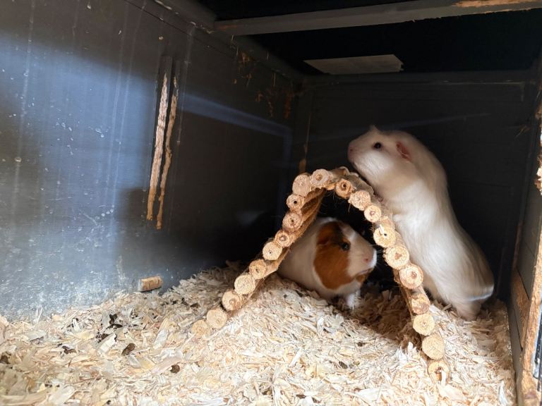Pair of bonded male guinea pigs