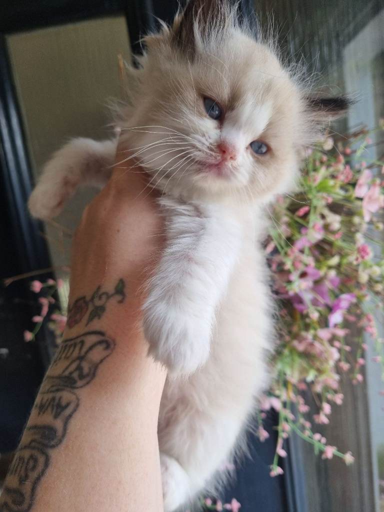 Pure Breed Ragdoll Kittens 2 x Males 