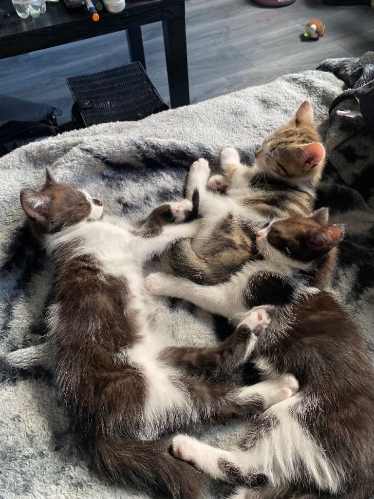 11 week old kittens