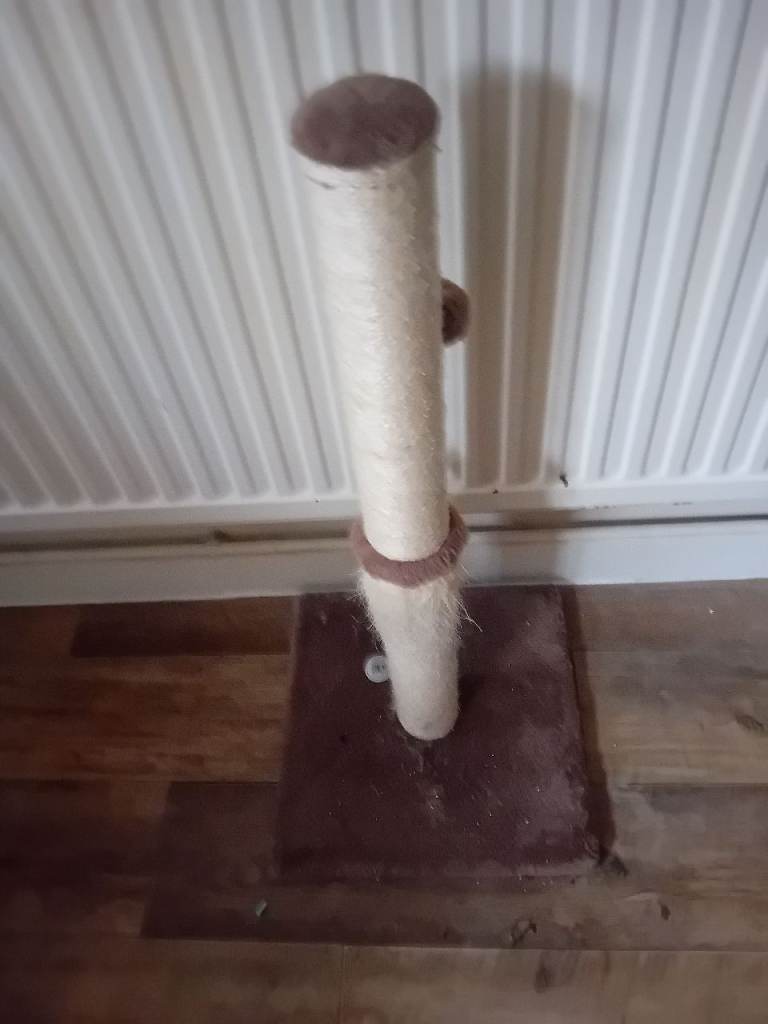Cat. Stratching post
