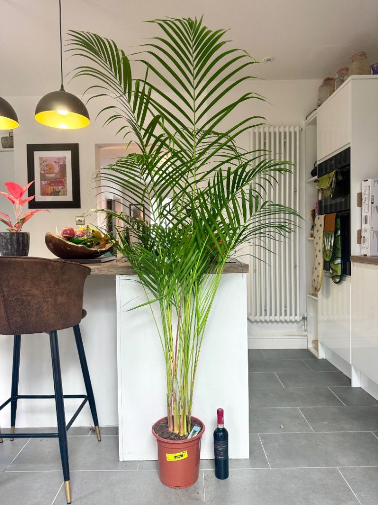 175cm Areca palm tree indoor house plant 
