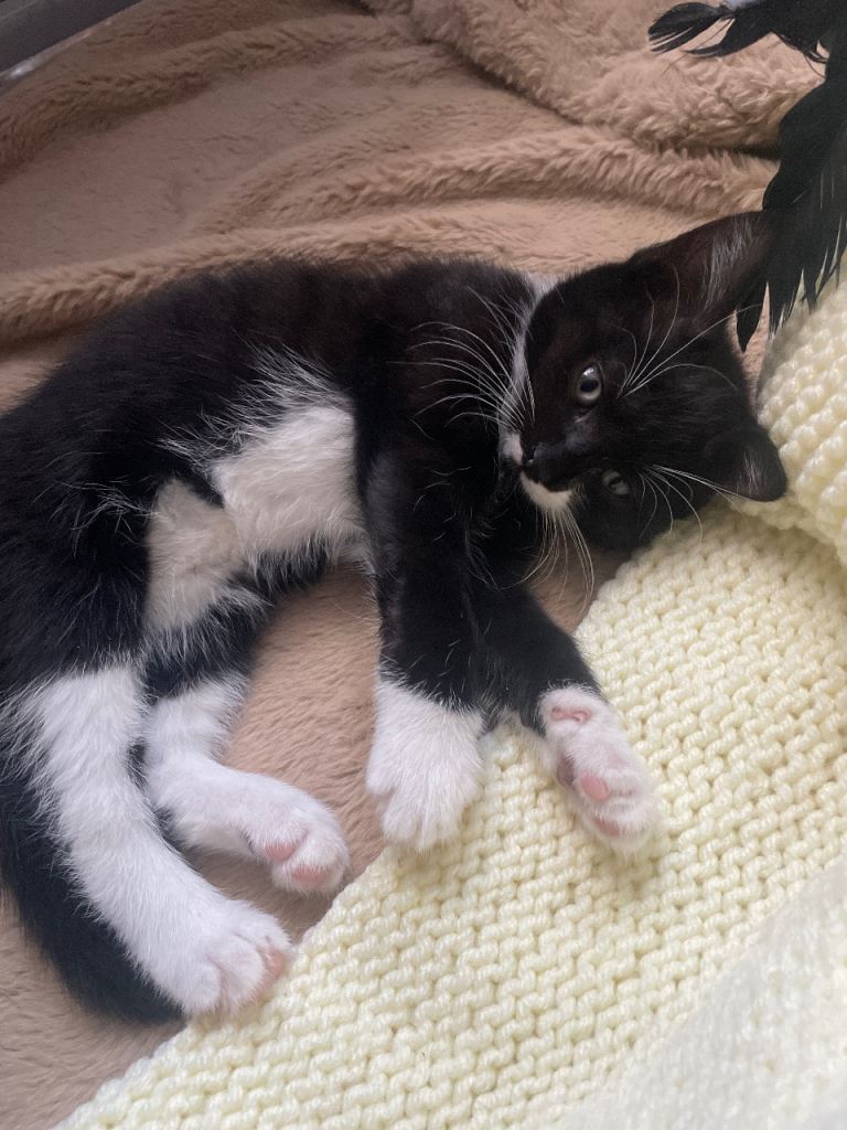 Black and white cat For sale