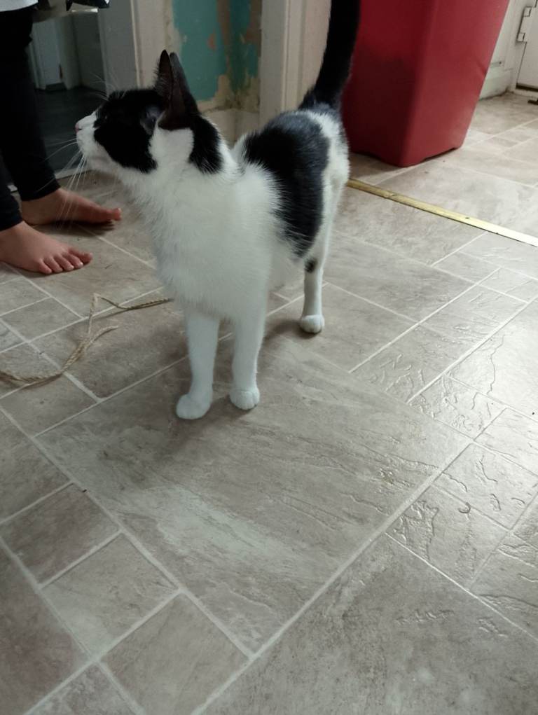 Female cat 16months old 