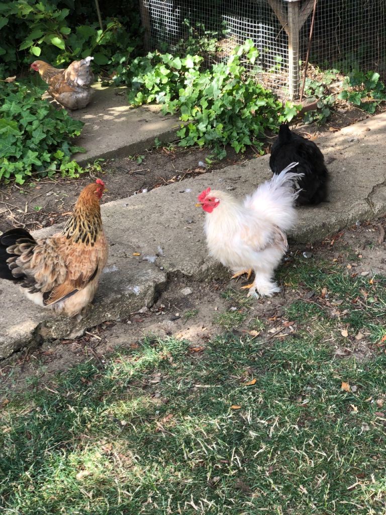 White Frazzle Cockerel