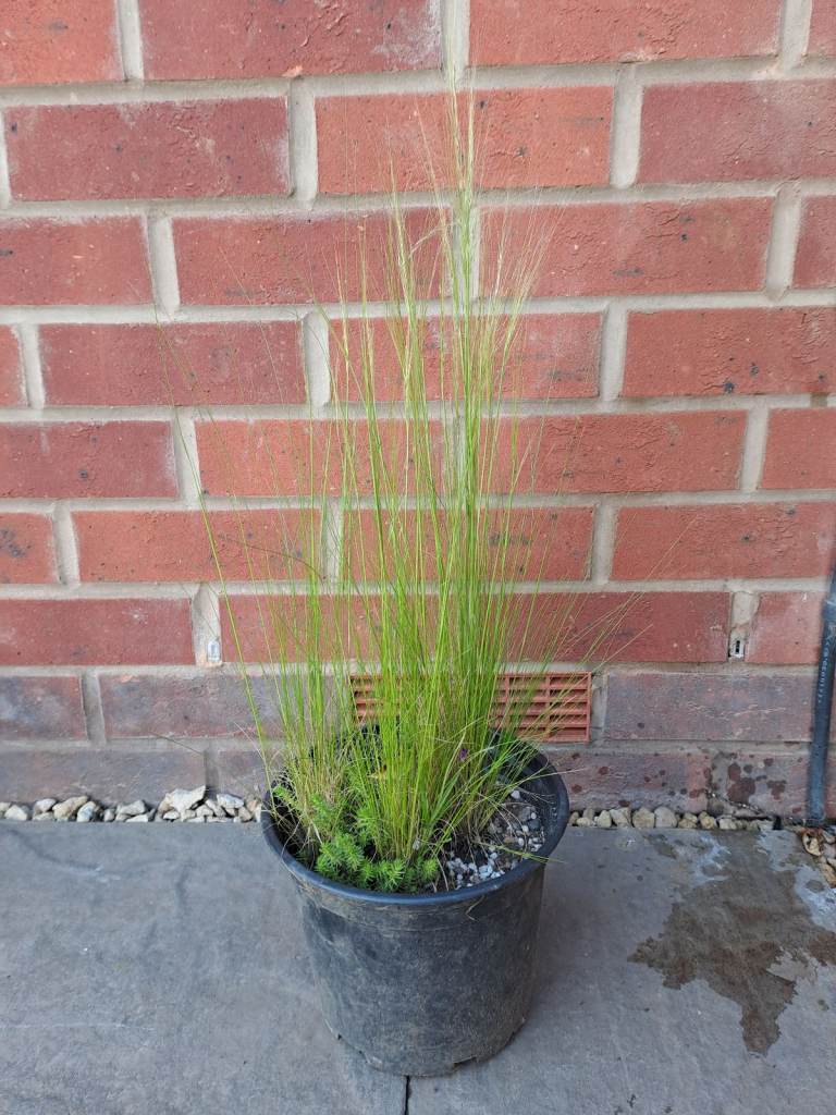 image for Stipa tenuissima grass