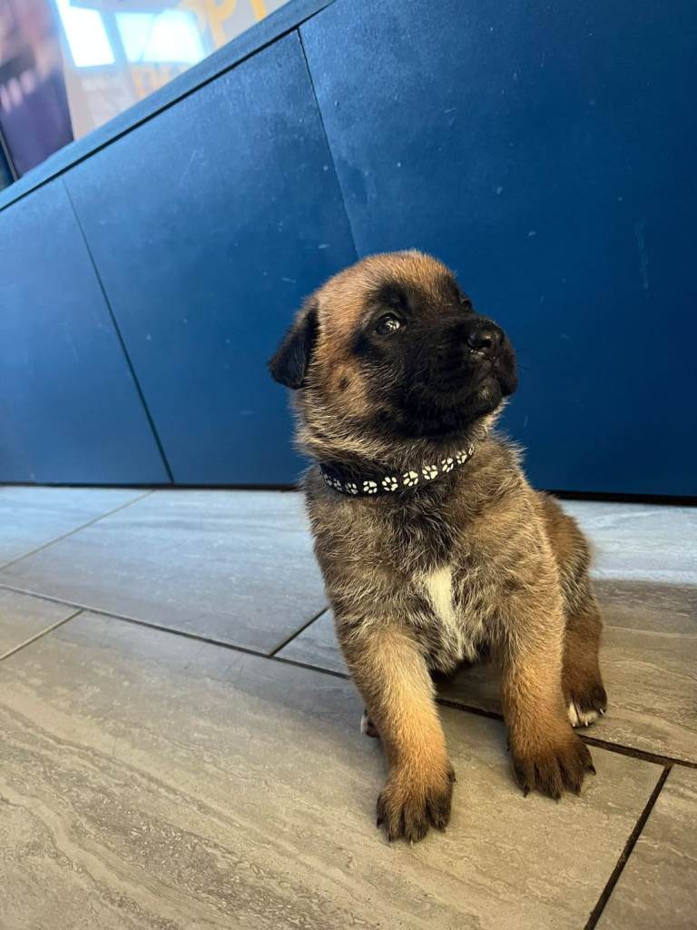 German shepherd x shepkita puppies 