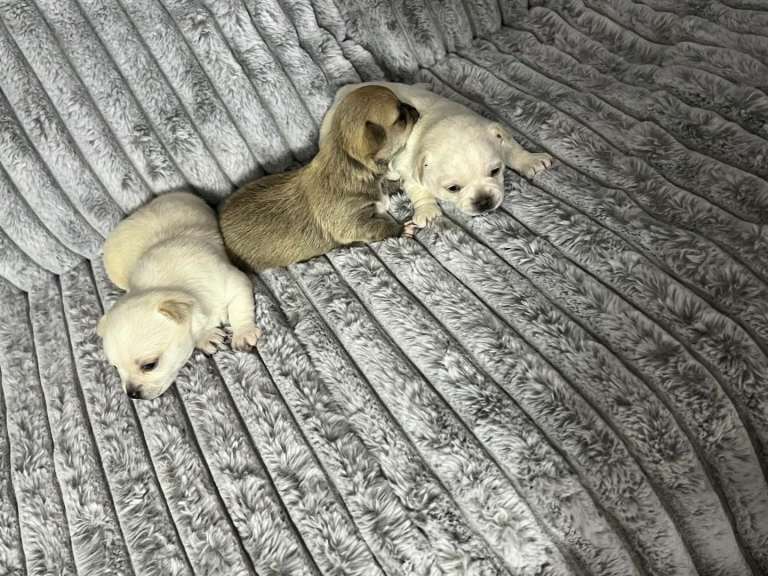 Puppy for sale 