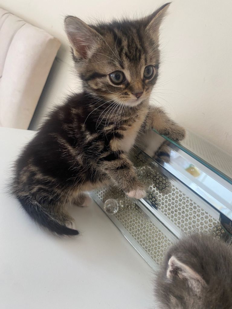 Beautiful kittens❤️