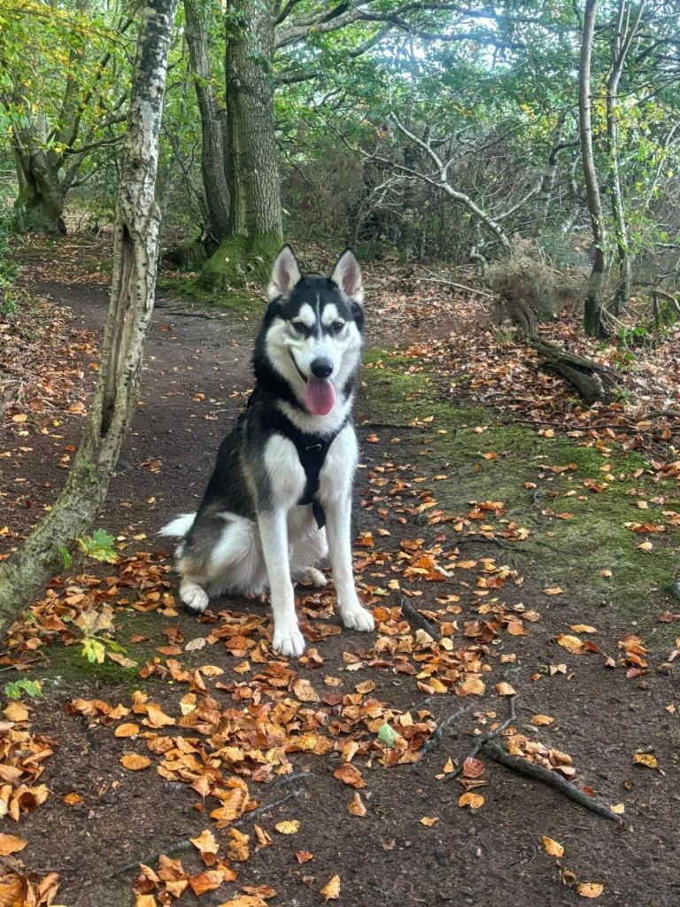 Beautiful 2-Year-Old Siberian Husky – Max – Looking for His Forever Home